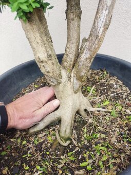 Tvarovaný strom, bonsai, niwaki, yamadori - 4