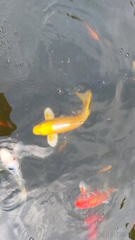 Koi kapr, jeseter, karas - 4
