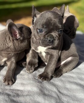 Francouzsky buldoček - 4