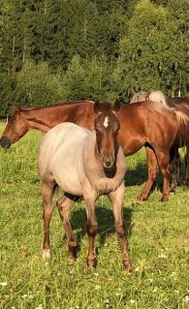 AQH hřebeček 2025 - 4