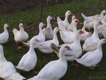 Kachna pižmová - 4