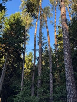 Prodej lesního pozemku k.ú. Havlovice - 4