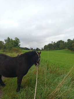 Docházka k poníkovi - 4