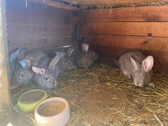 Prodám králíky - 4