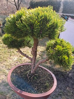 Bonsaj,bonsai Borovice - 4