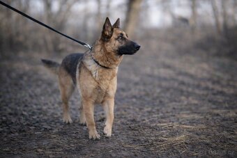 Nestea hledá domov - 4