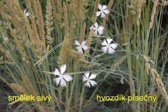 Nenáročné trvalky - 4