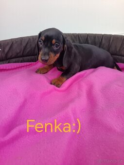 Jezevčík trpaslici čierny, merle,izabela - 4