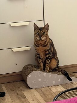 Bengálská kočka - 4