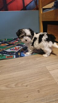 Štěňátko pejsek biewera bez PP - 4