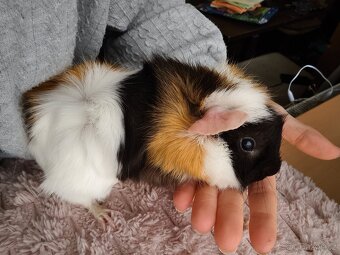 Morče rozeta, samička - 4