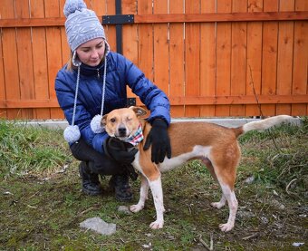 DANIEL K ADOPCI - 2,5 ROKU,PŘÁTELSKÝ,KONTAKTNÍ - - 4