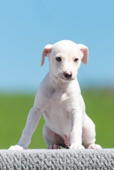 whippet/vipet s PP - 4