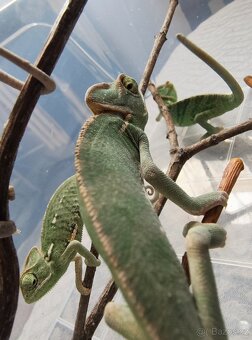 Chameleon jemenský - mláďata - 4