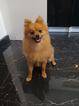Pomeranian - 4