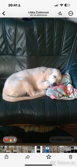 Zlatý retrívr s PP fenka - 4