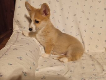 Welsh Corgi - 4