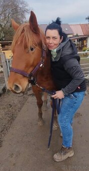 Kobylka 75%appa25%norik - 4