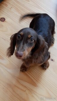 Jezevčík trpasličí dlouhosrstý - 4