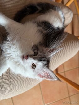 Mainská mývalí koťátka - 4