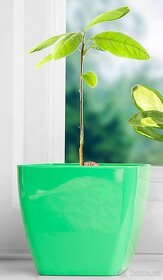 AvoSeedo Vypěstujte si avokádový strom - 4