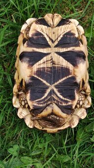 Geochelone Platynota - 4