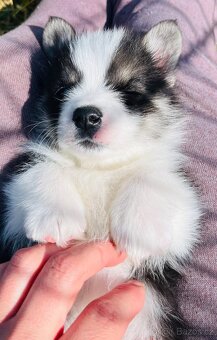 Welsh corgi pembroke s PP (FCI) - 4
