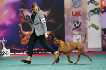Thajský ridgeback s PP, Thai ridgeback - 4