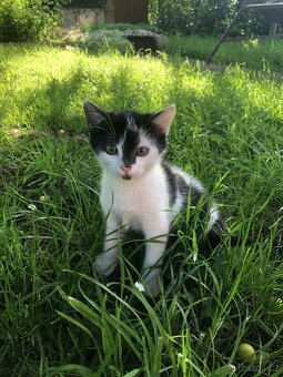 KOCOUŘI 🐱 - 4