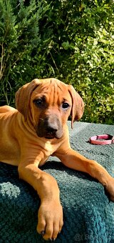 Rhodéský ridgeback s PP nestandartni pejsek 🩷 - 4