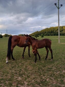 hřebec český teplokrevník - 4
