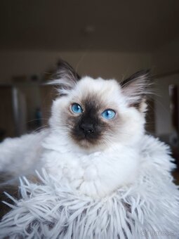 Ragdoll kočička s pp. - 4