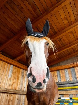 Valach-pronájem - 4