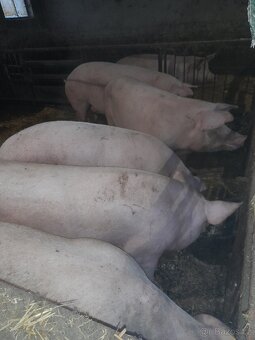 Prase zabíjačka selata - 4