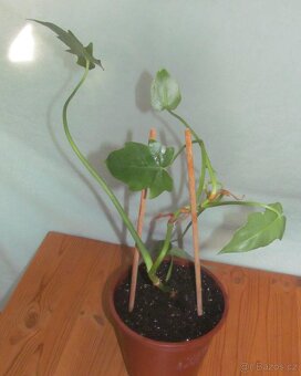 Dracéna - 3 kmínky 2x, Filodendron 2x - 4