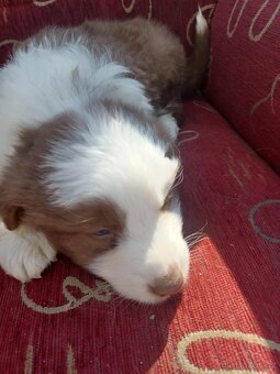 Borderl kolie - 4