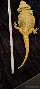Agama vousatá - 4