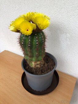 Veliké kvetoucí kaktusy - Notocactus ottonis - 4