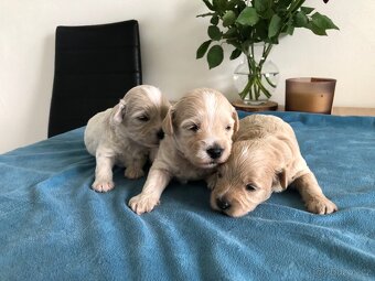 Maltipoo štěňátka - 4