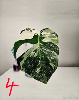 Monstera albo - 4
