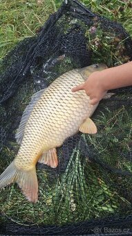 kapr K3,candát,štika,lín - 4