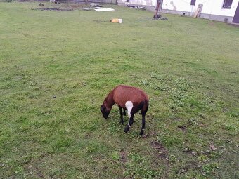 Kamerunsky beranek a ovecka - 4