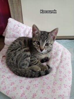 Koťata - 4