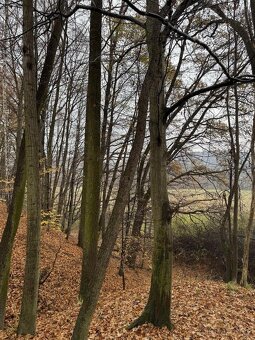 Prodám lesní pozemek v k.ú. Heřmánky nad Odrou - 4