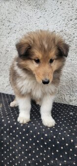 Kolie dlouhosrstá - 4