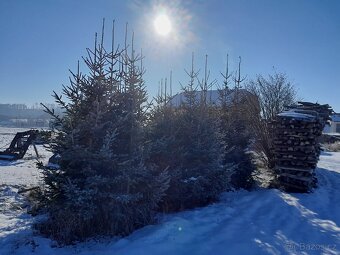 Vánoční stromek smrk - 4