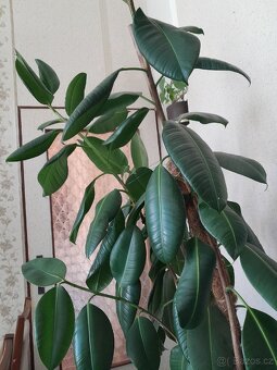 Fíkus velký180 cm - 4