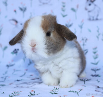 Zakrslý beránek , malinká samička s VP . - 4