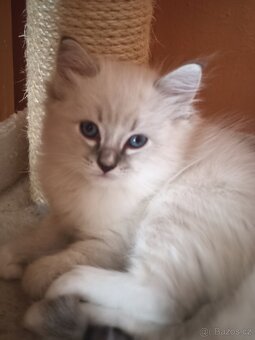 Ragdoll koťátka - 4