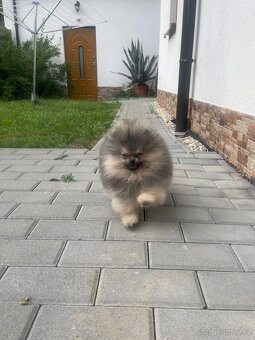Pomeranian s PP FCI - pes - 4